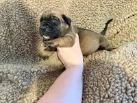 Apricot m, a male English Mastiff for sale in Peyton, CO – 1 of 7