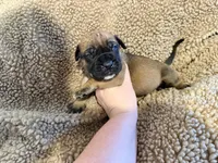 Apricot m, a male English Mastiff for sale in Peyton, CO – 4 of 7