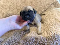 Red collar Fawn male , a male English Mastiff for sale in Peyton, CO – 1 of 6