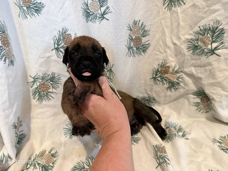 White collar fawn m – English Mastiff puppy for sale in Peyton, CO