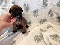 Apricot m, a male English Mastiff for sale in Peyton, CO – 10 of 10