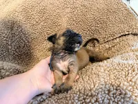 Apricot m, a male English Mastiff for sale in Peyton, CO – 7 of 7