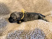 Brindle male , a male English Mastiff for sale in Peyton, CO – 7 of 10