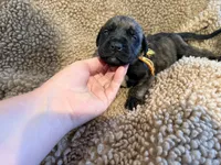 Brindle male , a male English Mastiff for sale in Peyton, CO – 1 of 10