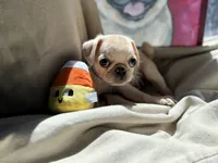 Green collar white female , a female Pug for sale in Peyton, CO – 2 of 4