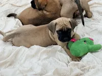 No collar fawn f , a female English Mastiff for sale in Peyton, CO – 9 of 9