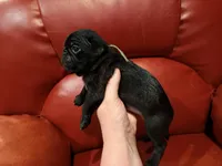 Sage collar , a male Pug for sale in Peyton, CO – 4 of 6