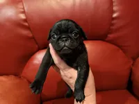 Sage collar , a male Pug for sale in Peyton, CO – 2 of 6