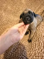 Yellow collar fawn m, a male English Mastiff for sale in Peyton, CO – 4 of 6