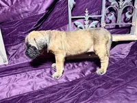 Gray collar fawn m, a male English Mastiff for sale in Peyton, CO – 5 of 10