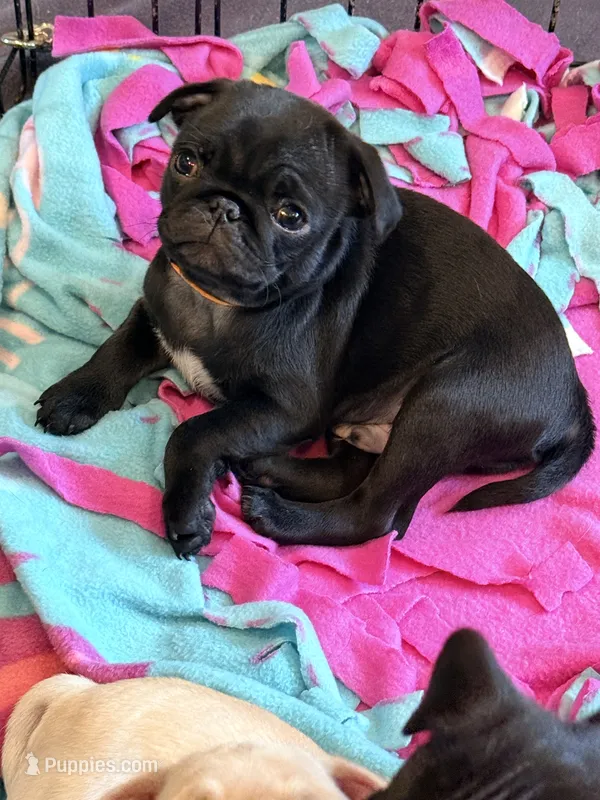 Ready today Orange collar Black m – Pug puppy for sale in Peyton, CO