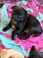 Ready today Orange collar Black m, a male Pug for sale in Peyton, CO – 1 of 10