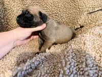 Pink collar fawn f , a female English Mastiff for sale in Peyton, CO – 4 of 6