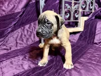 No collar fawn male white toes , a male English Mastiff for sale in Peyton, CO – 4 of 7