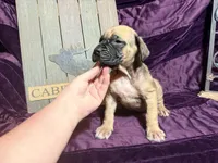 No collar fawn f , a female English Mastiff for sale in Peyton, CO – 3 of 9