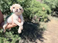 Green collar white female , a female Pug for sale in Peyton, CO – 3 of 10