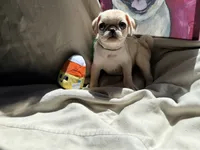 Green collar white female , a female Pug for sale in Peyton, CO – 3 of 4