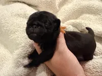 Orange collar Black m, a male Pug for sale in Peyton, CO – 3 of 10