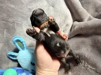 Orange collar Black m, a male Pug for sale in Peyton, CO – 6 of 10
