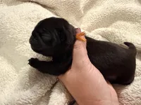 Orange collar Black m, a male Pug for sale in Peyton, CO – 4 of 10