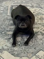 Upcoming , a  Pug for sale in Peyton, CO – Photo 2 of 2