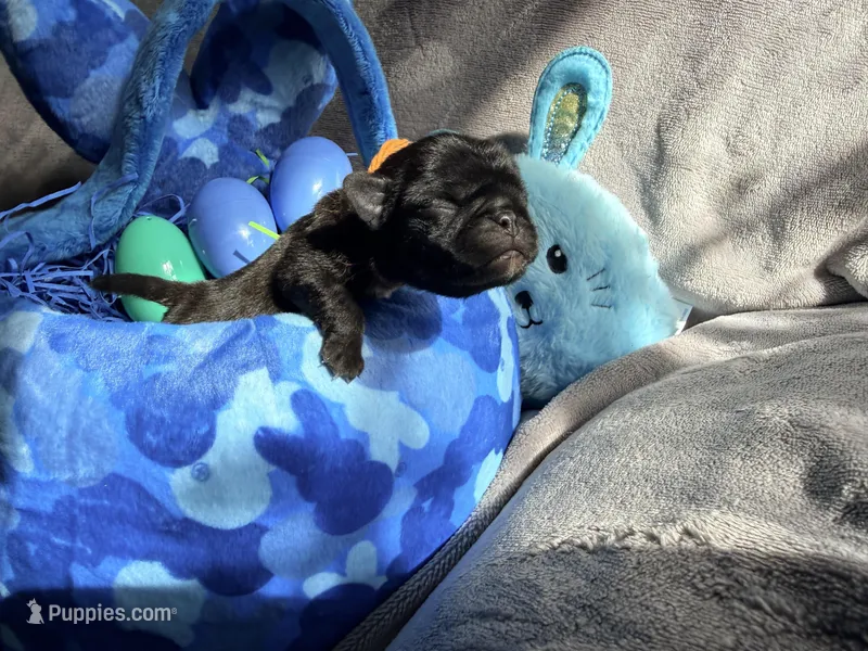 Upcoming  – Pug puppy for sale in Peyton, CO