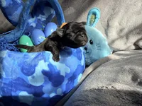 Orange collar Black m, a male Pug for sale in Peyton, CO – 2 of 10