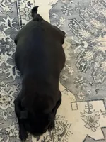 Upcoming , a  Pug for sale in Peyton, CO – Photo 1 of 2