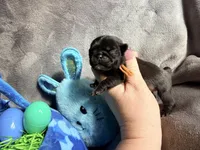 Orange collar Black m, a male Pug for sale in Peyton, CO – 7 of 10