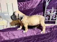 No collar fawn male white toes , a male English Mastiff for sale in Peyton, CO – 5 of 7