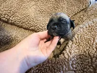 Fawn m sage collar, a male English Mastiff for sale in Peyton, CO – 2 of 6