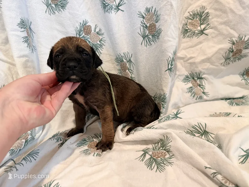 Fawn m sage collar – English Mastiff puppy for sale in Peyton, CO