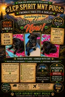 Ready today Orange collar Black m, a male Pug for sale in Peyton, CO – 10 of 10