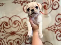 Magenta collar white female , a female Pug for sale in Peyton, CO – 2 of 5