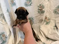 No collar fawn male white toes , a male English Mastiff for sale in Peyton, CO – 5 of 5