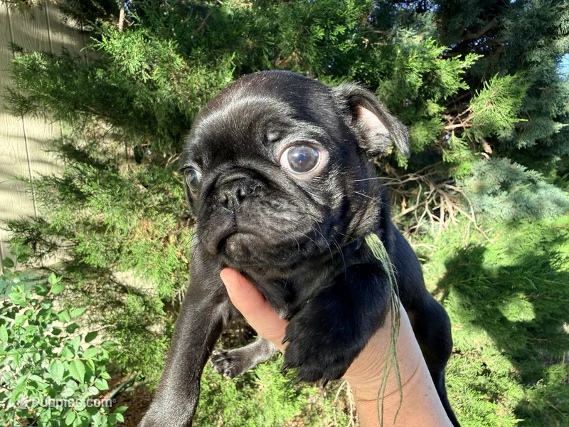 Sage collar  – Pug puppy for sale in Peyton, CO