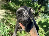 Ready today Sage collar , a male Pug for sale in Peyton, CO – 1 of 10