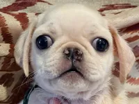 Ready to go now green collar white female, a female Pug for sale in Peyton, CO – 3 of 5