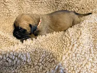 Magenta and pink braided collar apricot female , a female English Mastiff for sale in Peyton, CO – 6 of 6
