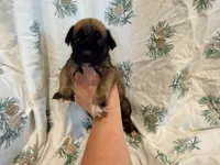 No collar fawn male white toes , a male English Mastiff for sale in Peyton, CO – 2 of 5