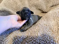 Gray collar fawn m, a male English Mastiff for sale in Peyton, CO – 6 of 6