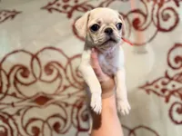 Magenta collar white female , a female Pug for sale in Peyton, CO – 3 of 5