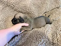 Fawn m sage collar, a male English Mastiff for sale in Peyton, CO – 6 of 6