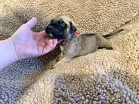 Red collar Fawn male , a male English Mastiff for sale in Peyton, CO – 2 of 6