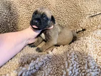 Pink collar fawn f , a female English Mastiff for sale in Peyton, CO – 5 of 6