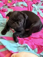 Ready today Orange collar Black m, a male Pug for sale in Peyton, CO – 9 of 10