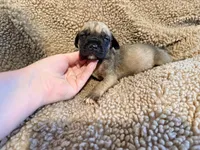 No collar fawn f , a female English Mastiff for sale in Peyton, CO – 5 of 6