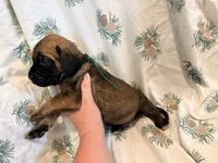 Green collar fawn m, a male English Mastiff for sale in Peyton, CO – 4 of 6