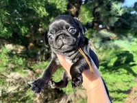 Ready today Orange collar Black m, a male Pug for sale in Peyton, CO – 2 of 10