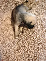 No collar fawn f , a female English Mastiff for sale in Peyton, CO – 2 of 6